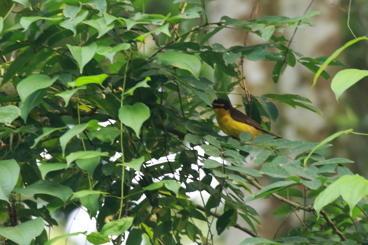 Black-necked Weaver - ML622061829