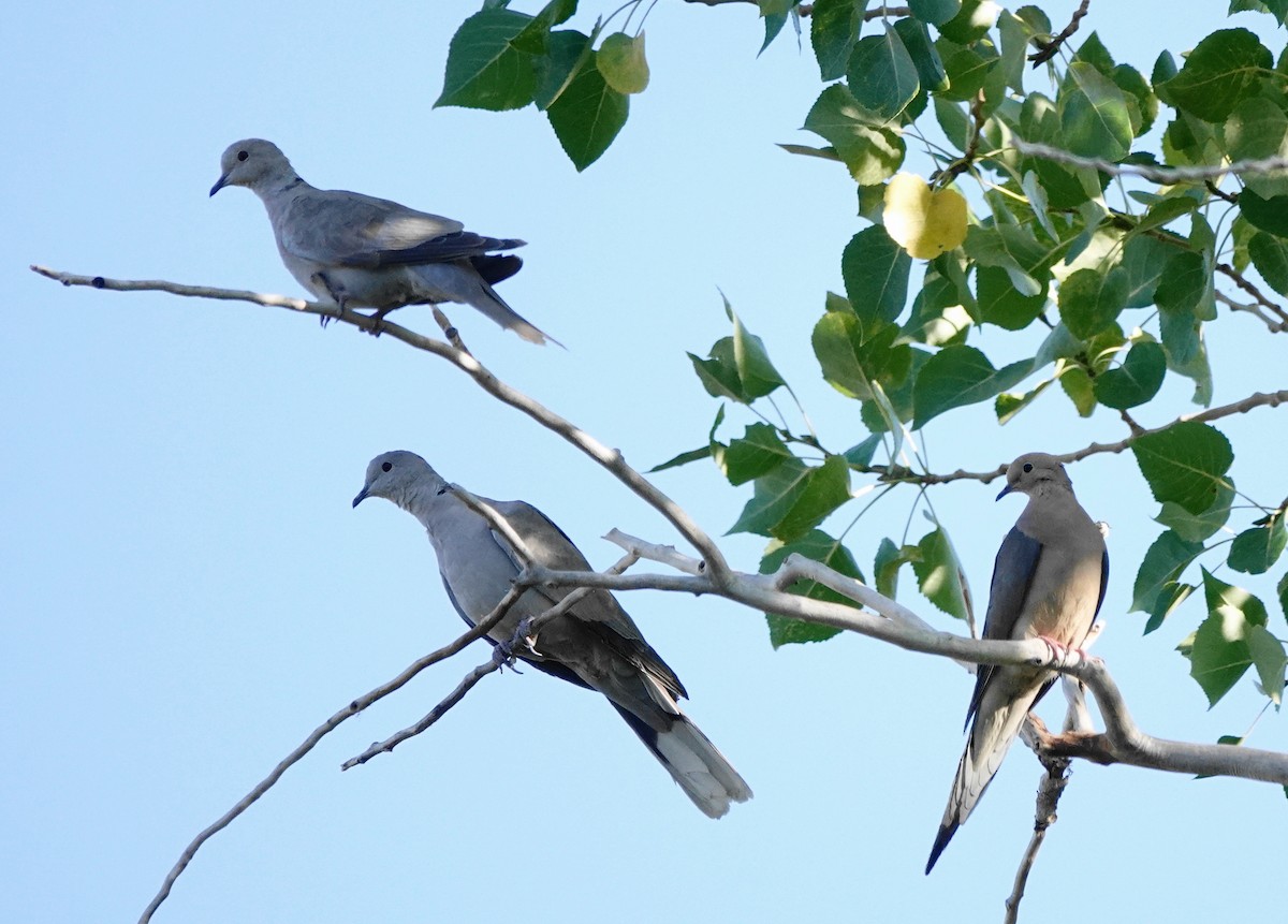 Eurasian Collared-Dove - ML622061885