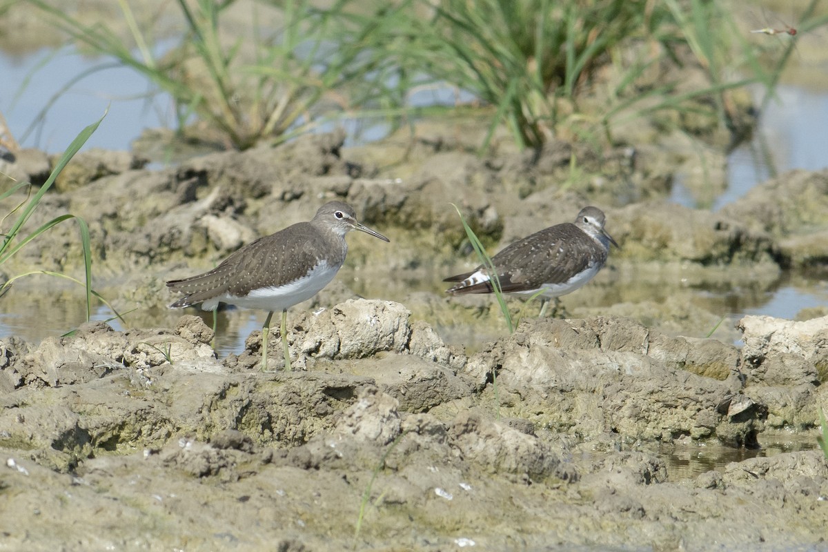 Green Sandpiper - ML622061935