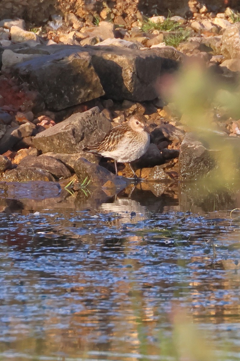 Little Stint - ML622061956