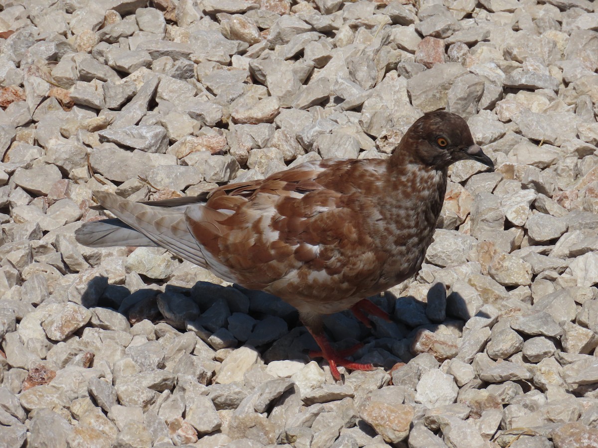 Rock Pigeon - ML622061968