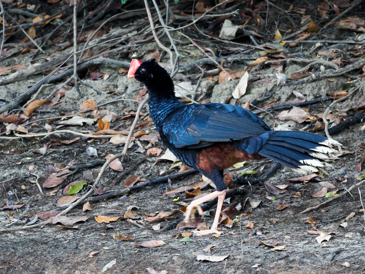 Razor-billed Curassow - ML622062007