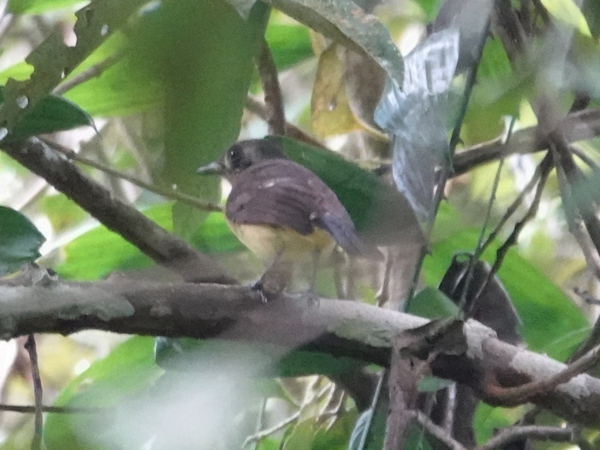 Biak Monarch - ML622062064