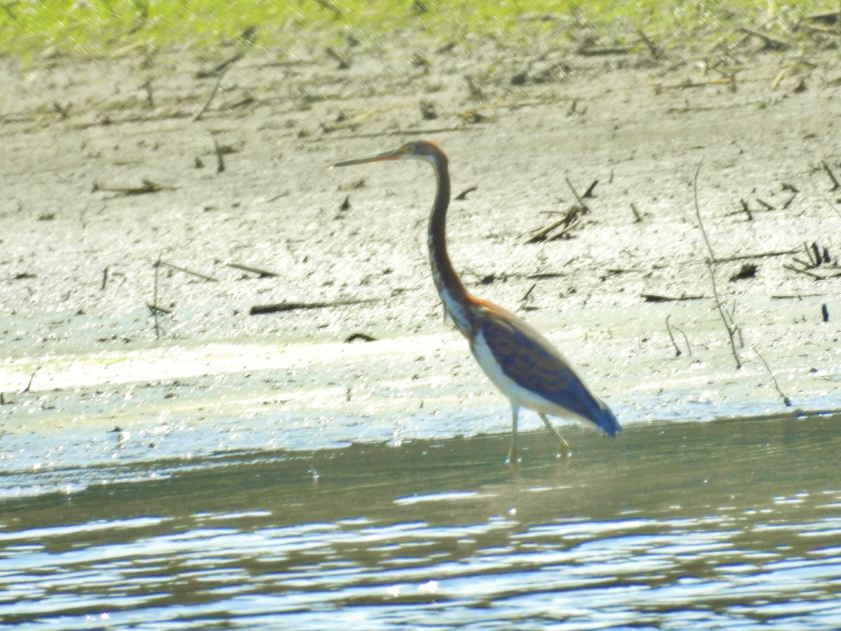 Garceta Tricolor - ML622062067