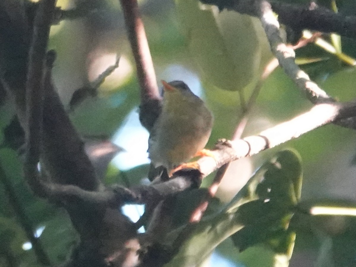 Biak Leaf Warbler - ML622062081