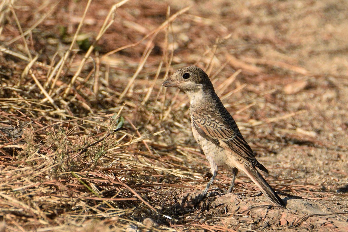 Woodchat Shrike - ML622062145