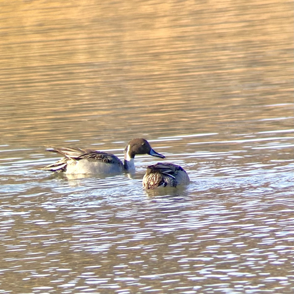 Northern Pintail - ML622062213