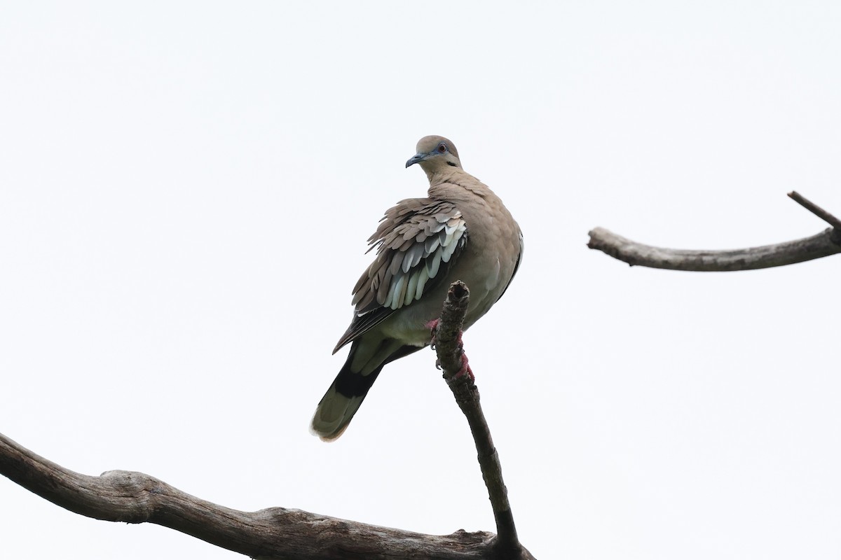 White-winged Dove - Andrew Dobson