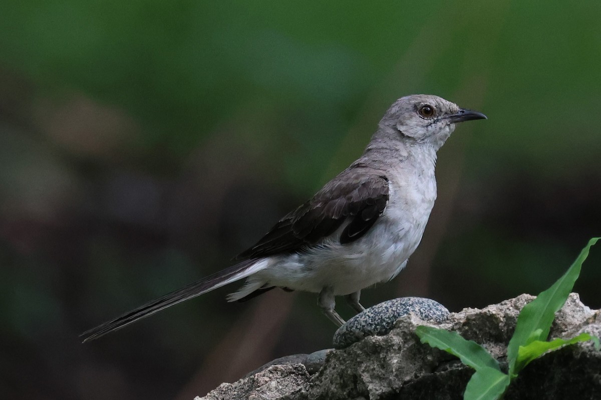 Northern Mockingbird - Andrew Dobson