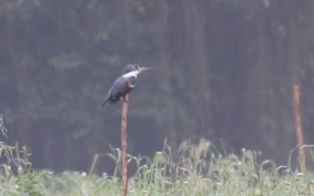 Ringed Kingfisher (Northern) - ML622062308