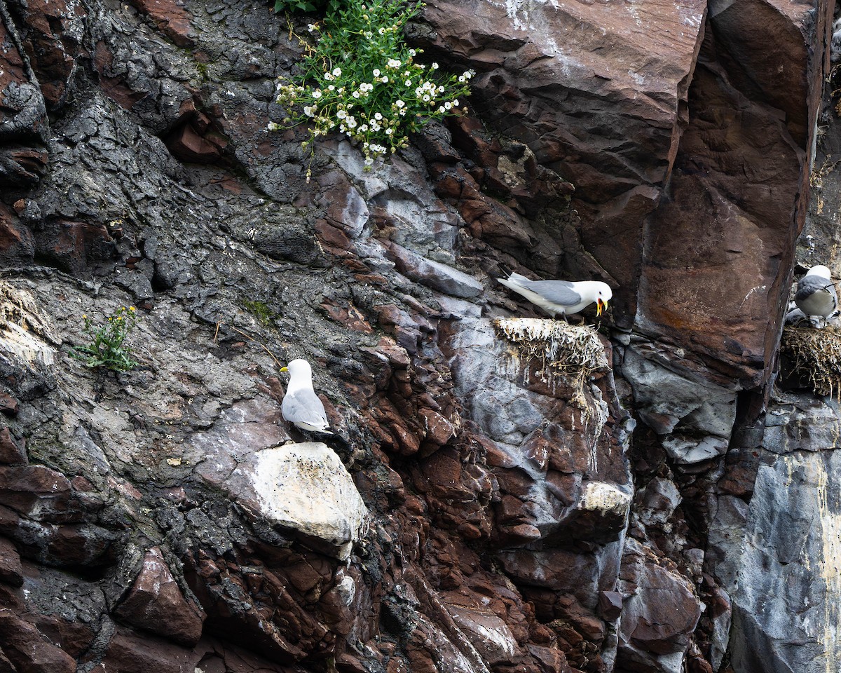 Black-legged Kittiwake - ML622062336