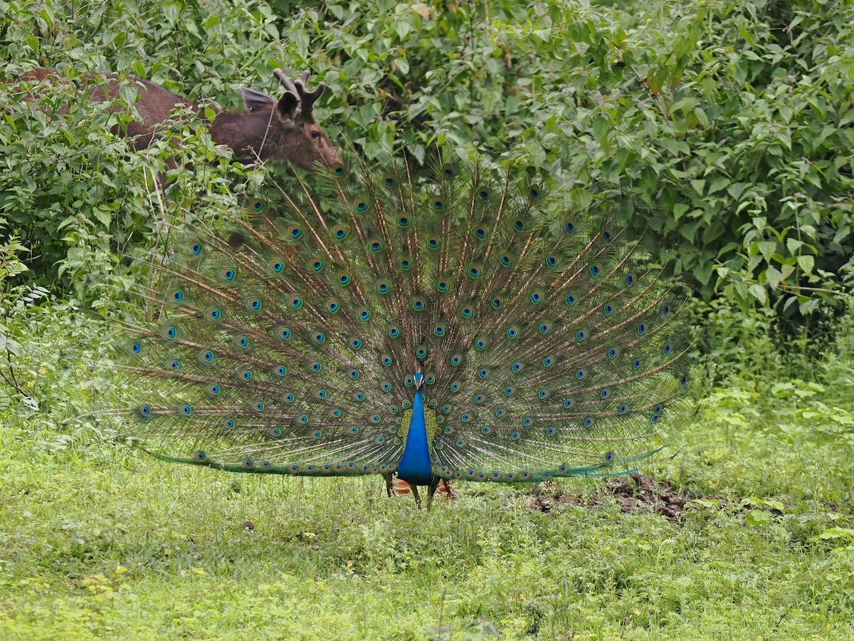 Indian Peafowl - ML622062337