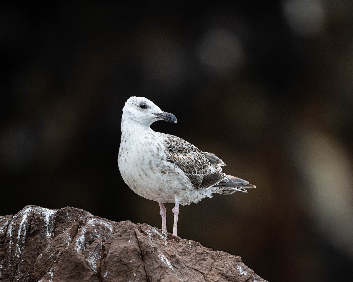 Great Black-backed Gull - ML622062342