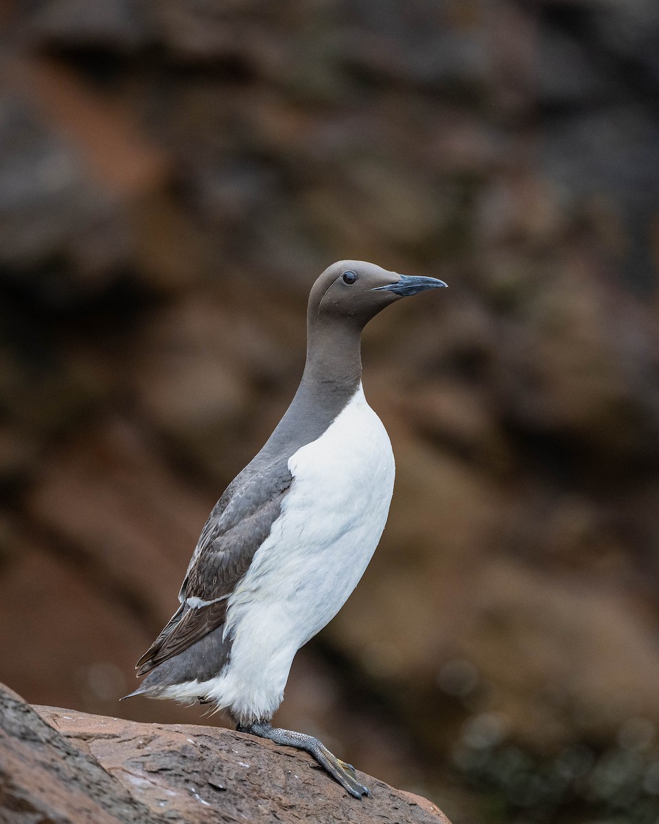 Common Murre - ML622062348