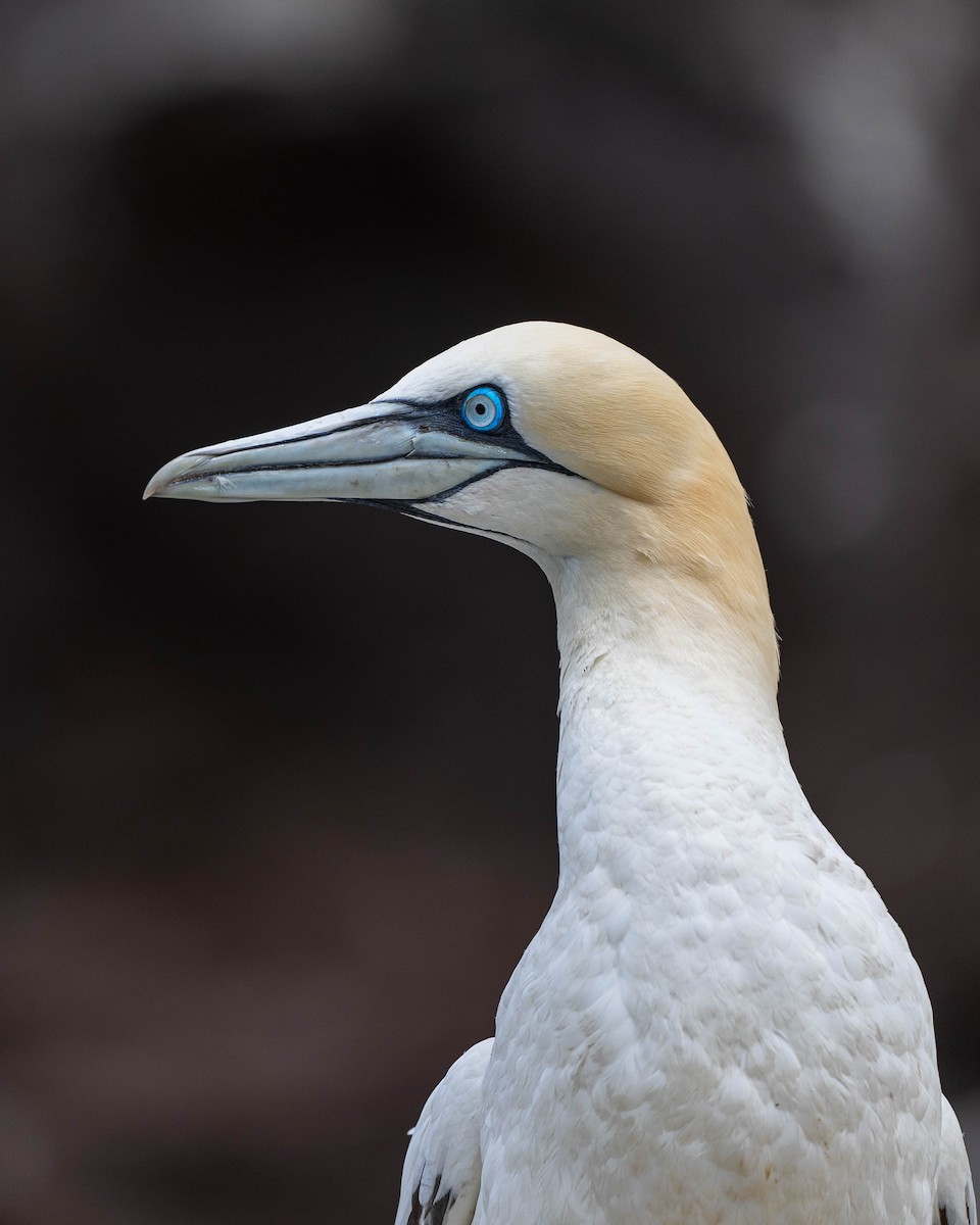 Northern Gannet - ML622062355