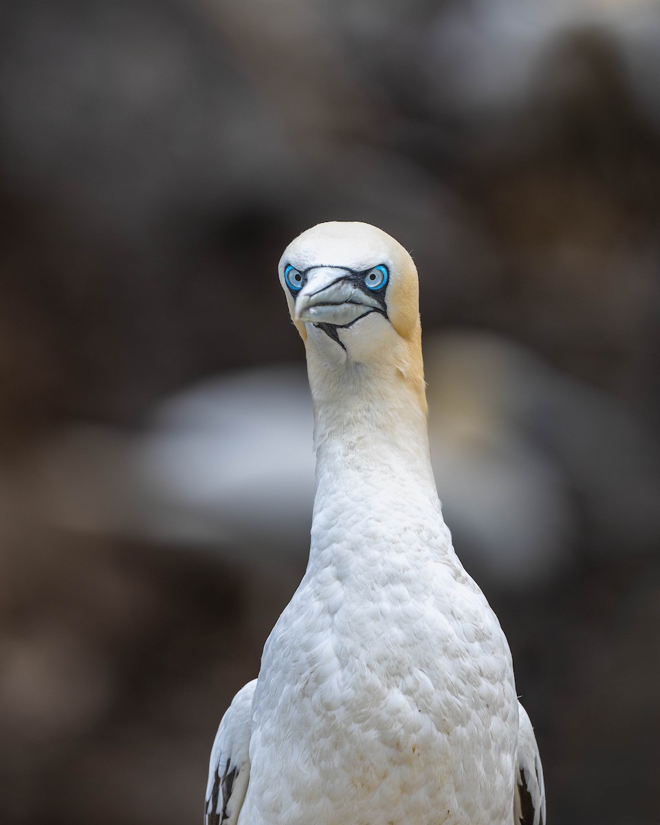 Northern Gannet - ML622062357