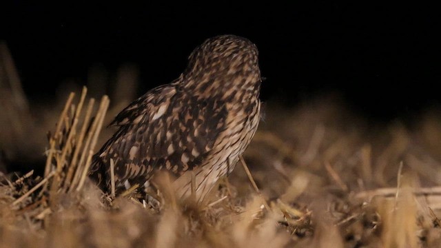 Short-eared Owl - ML622062359