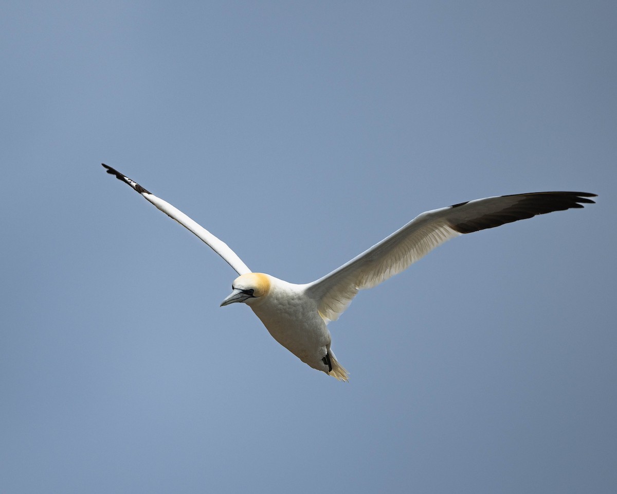 Northern Gannet - ML622062360