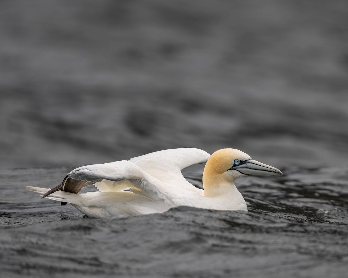 Northern Gannet - ML622062361