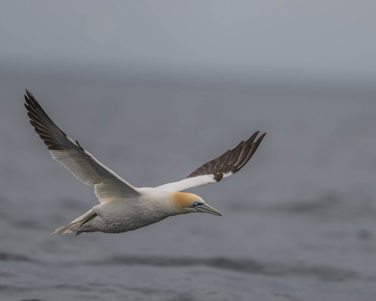 Northern Gannet - ML622062362