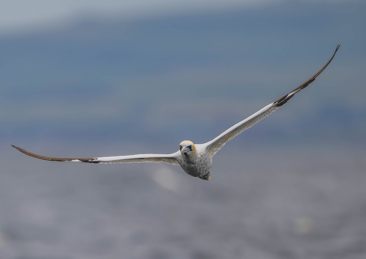 Northern Gannet - ML622062363