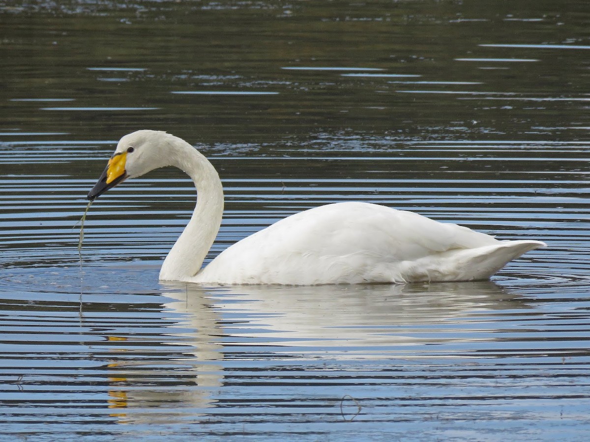 Whooper Swan - ML622062387