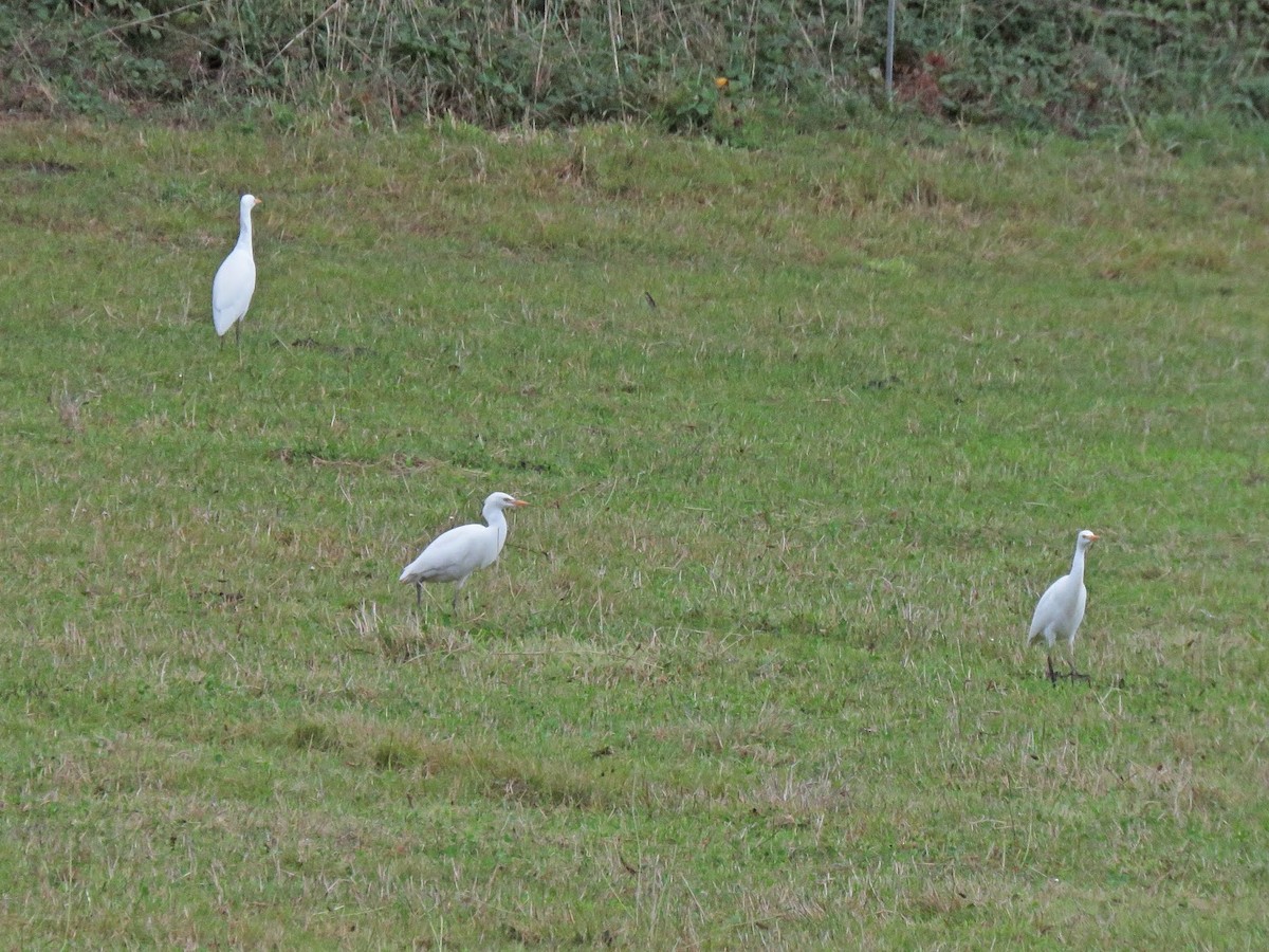 Western Cattle Egret - ML622062390