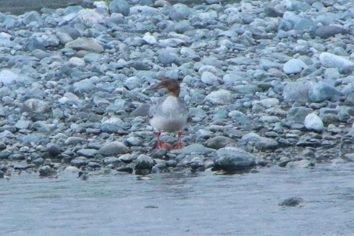 Common Merganser - Johnny Robertson