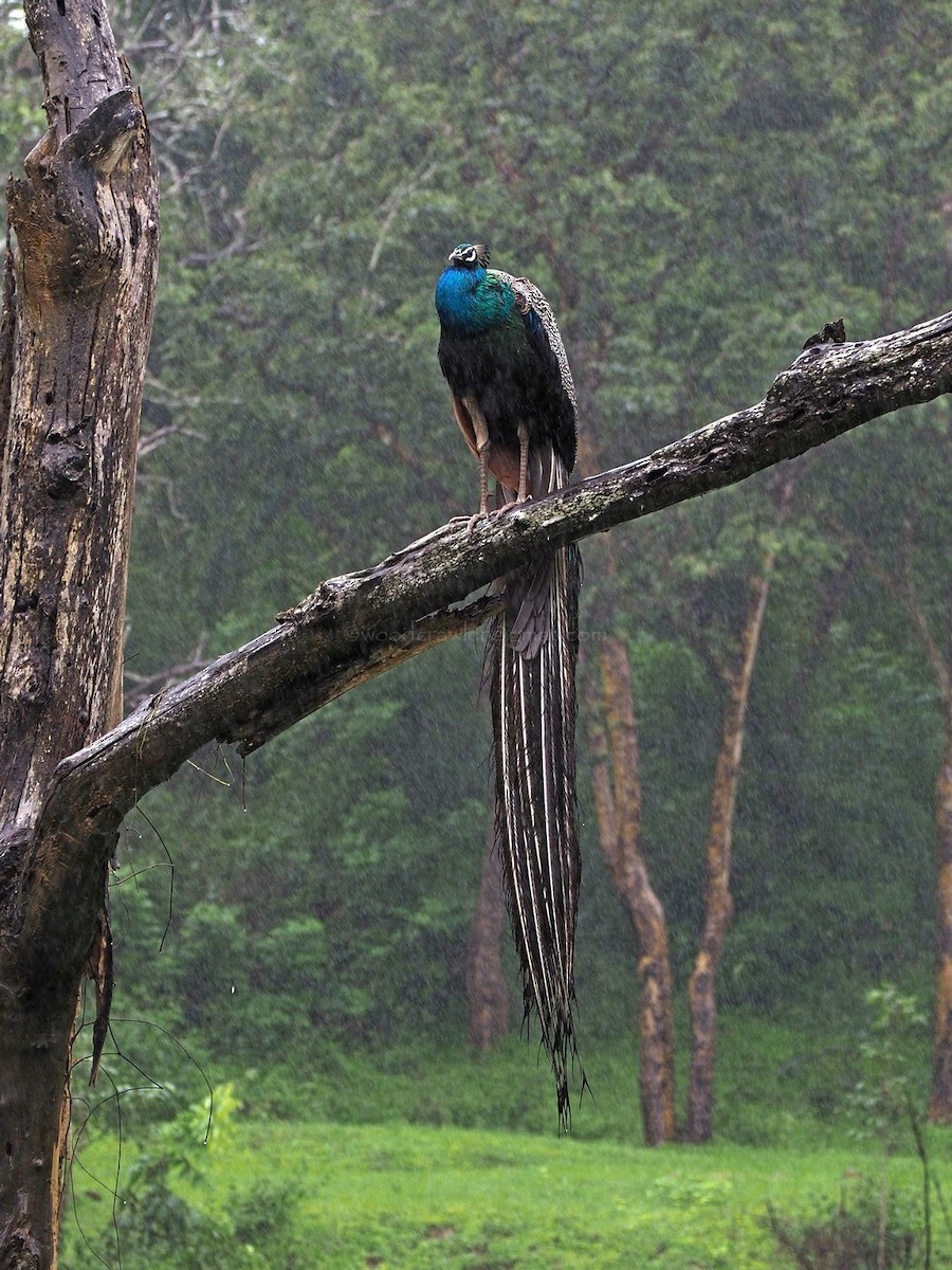 Indian Peafowl - ML622062444