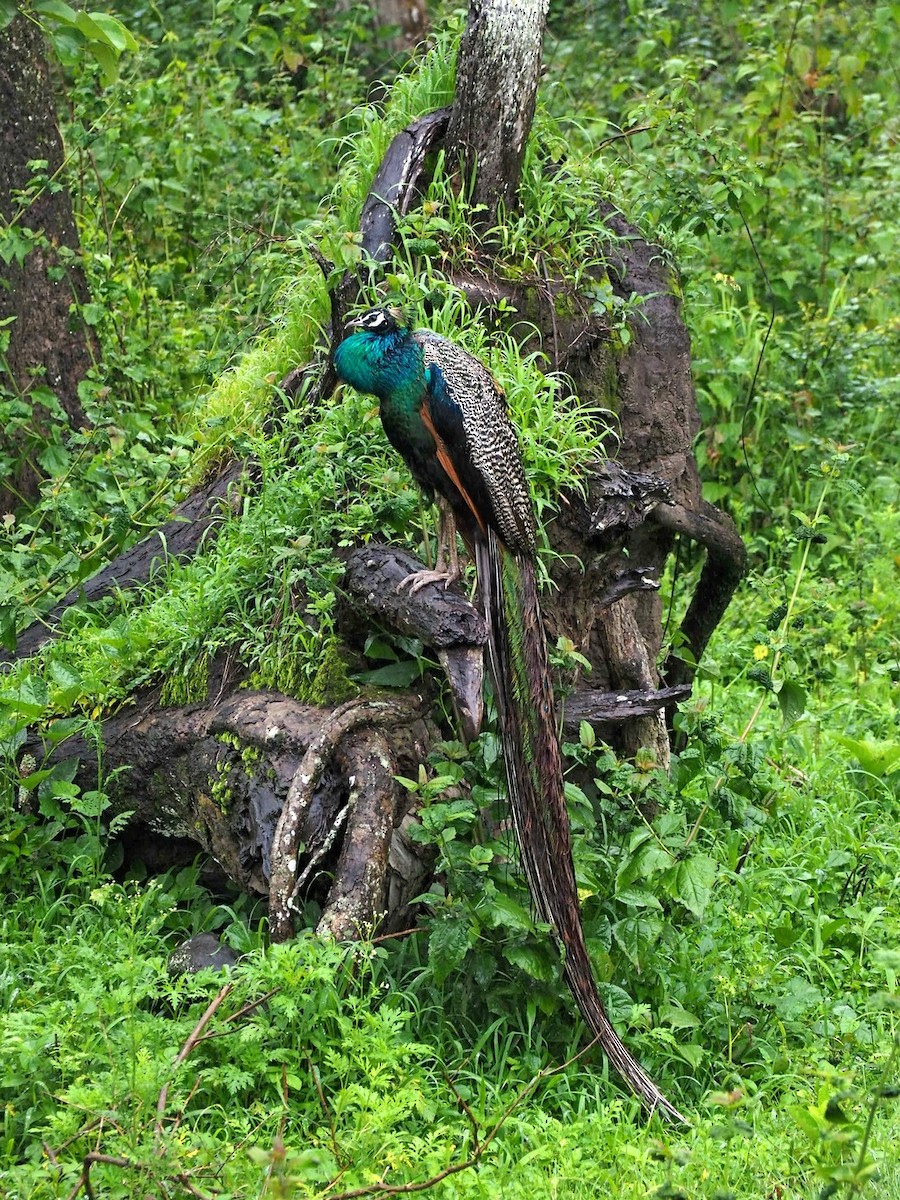 Indian Peafowl - ML622062445