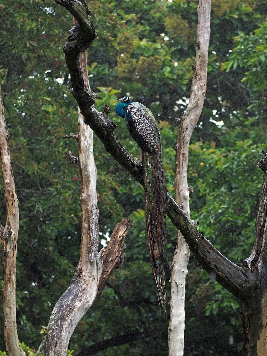 Indian Peafowl - ML622062446