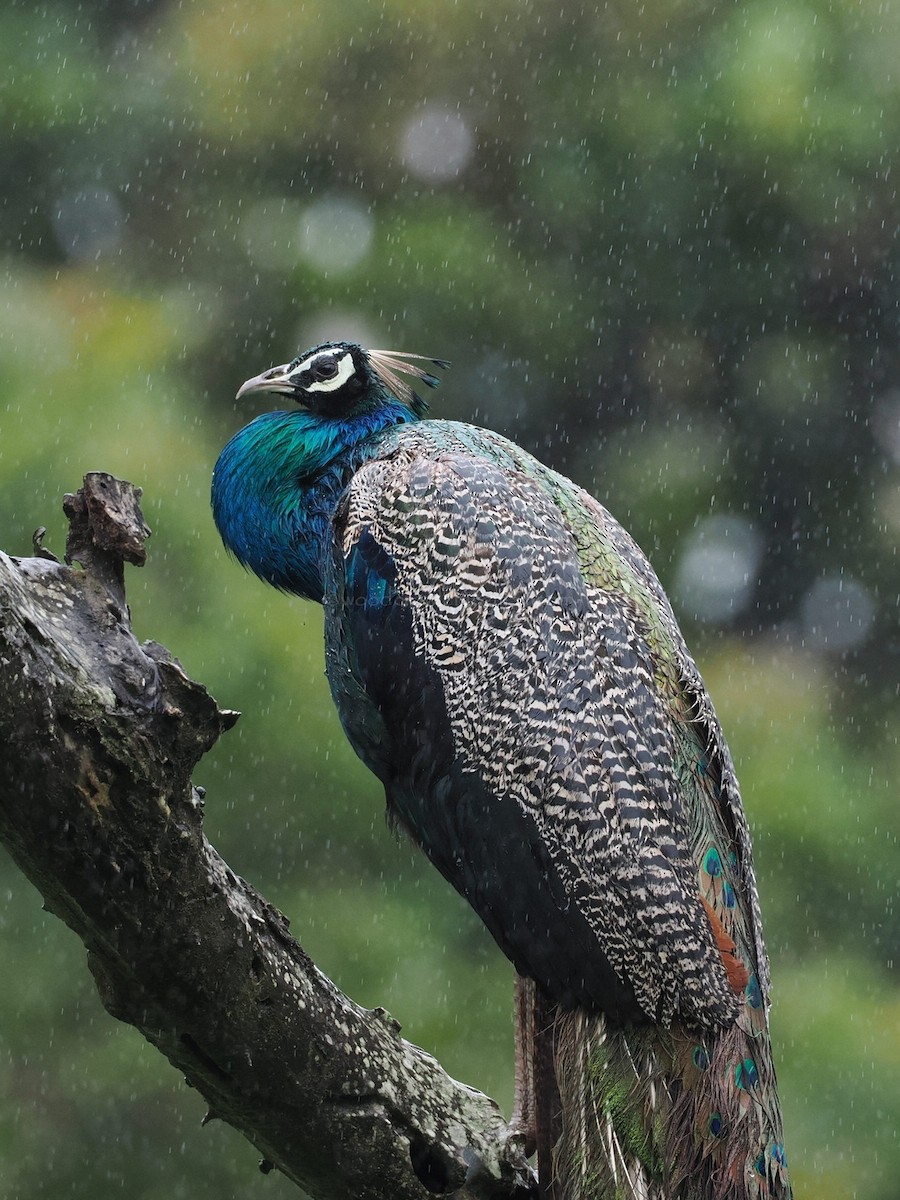 Indian Peafowl - ML622062451