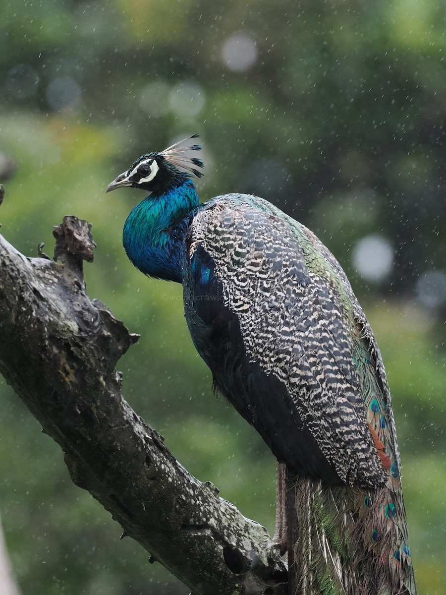 Indian Peafowl - ML622062452