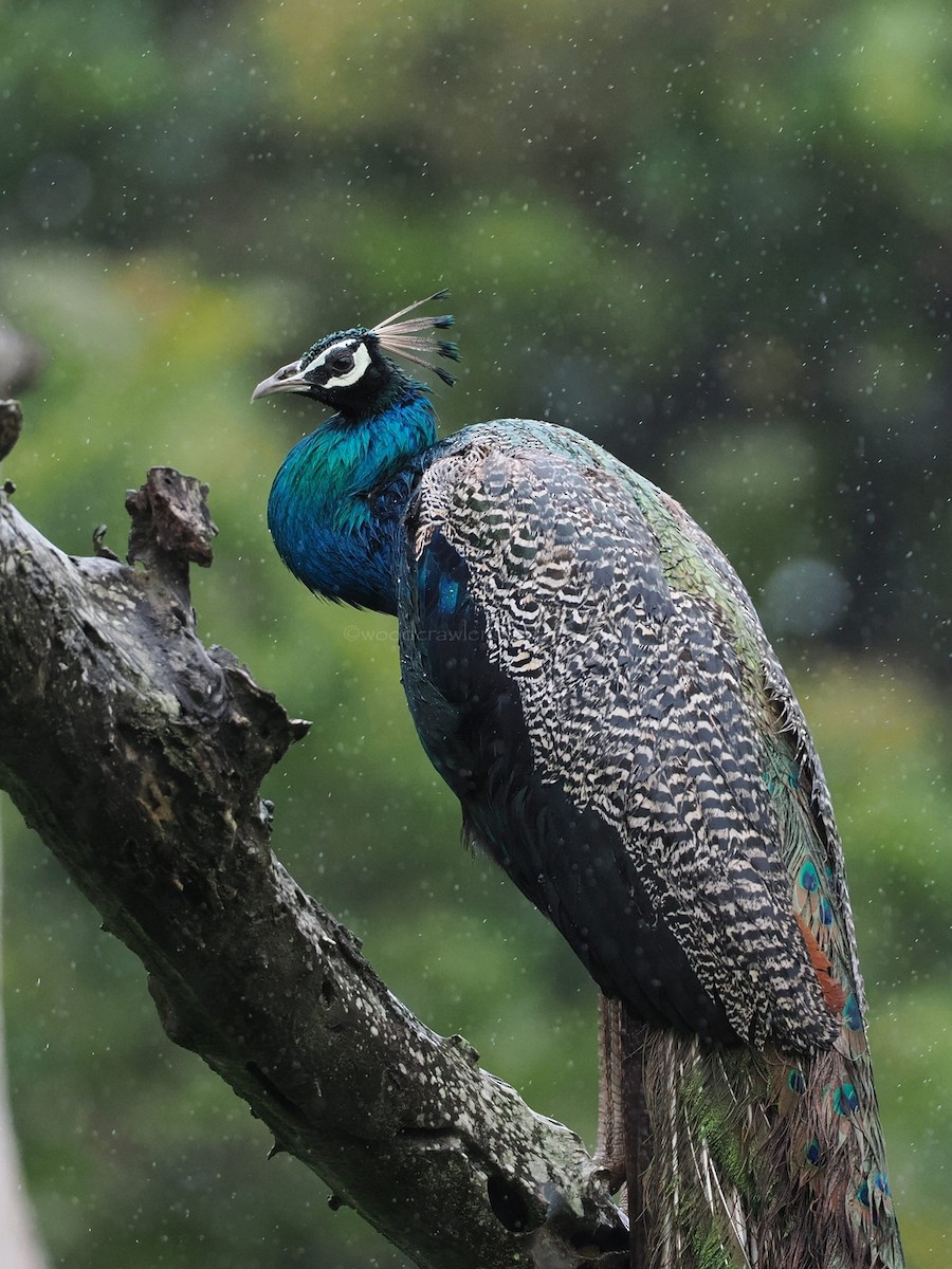 Indian Peafowl - ML622062453