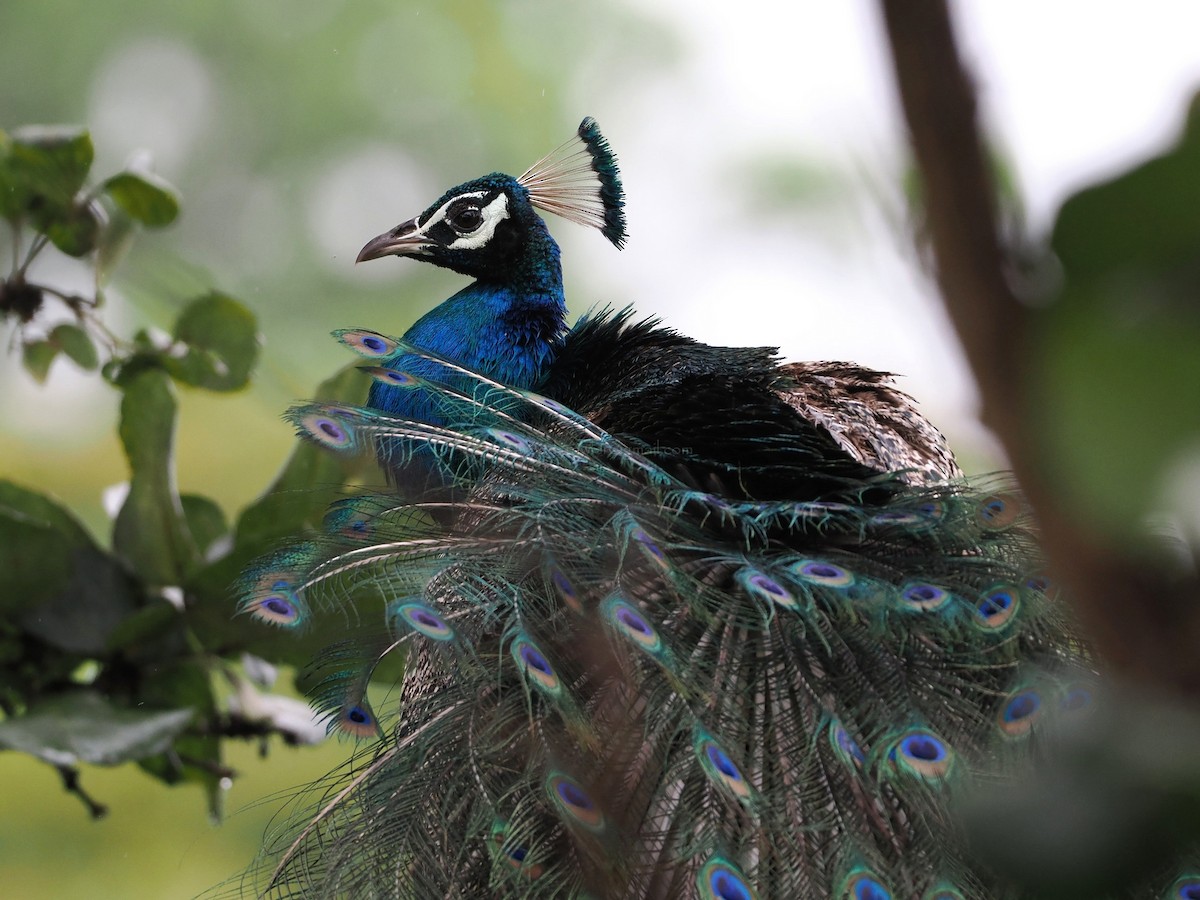 Indian Peafowl - ML622062454