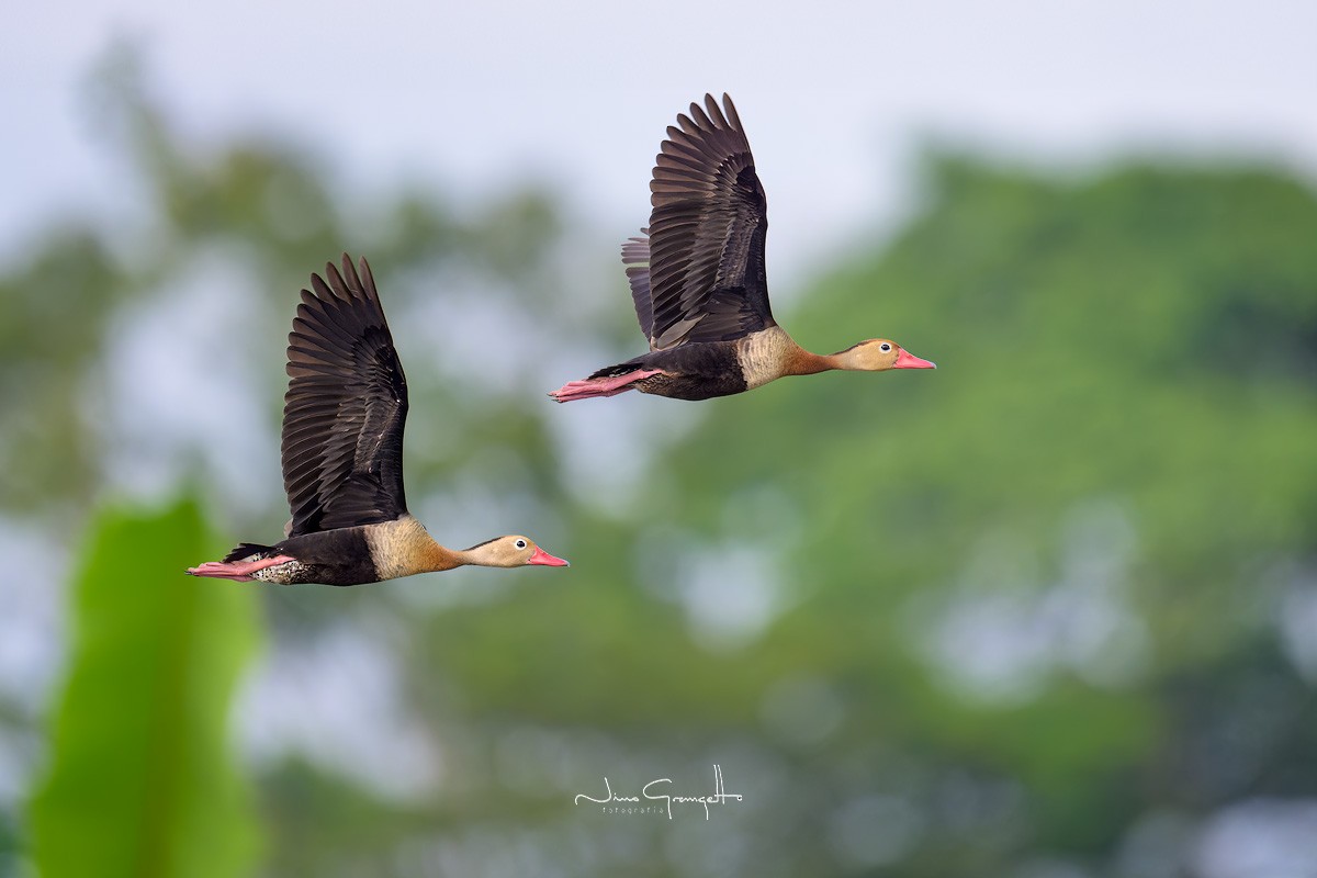 Black-bellied Whistling-Duck - Aldo Grangetto