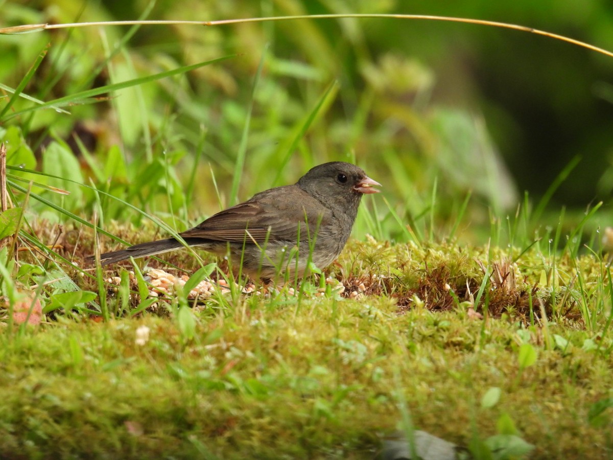 Dark-eyed Junco - Anonymous