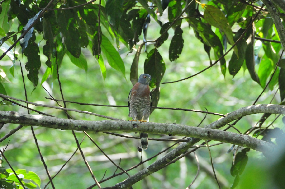 Double-toothed Kite - ML622062473