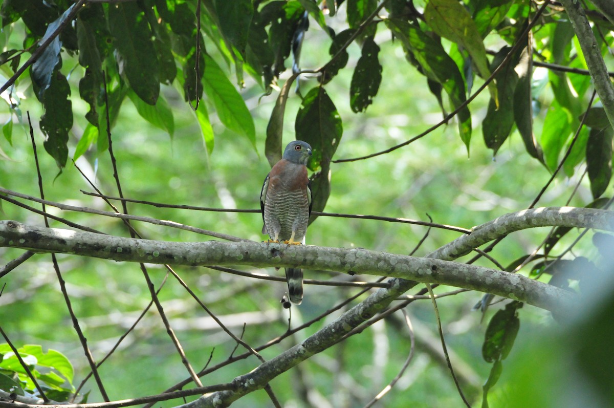 Double-toothed Kite - ML622062474