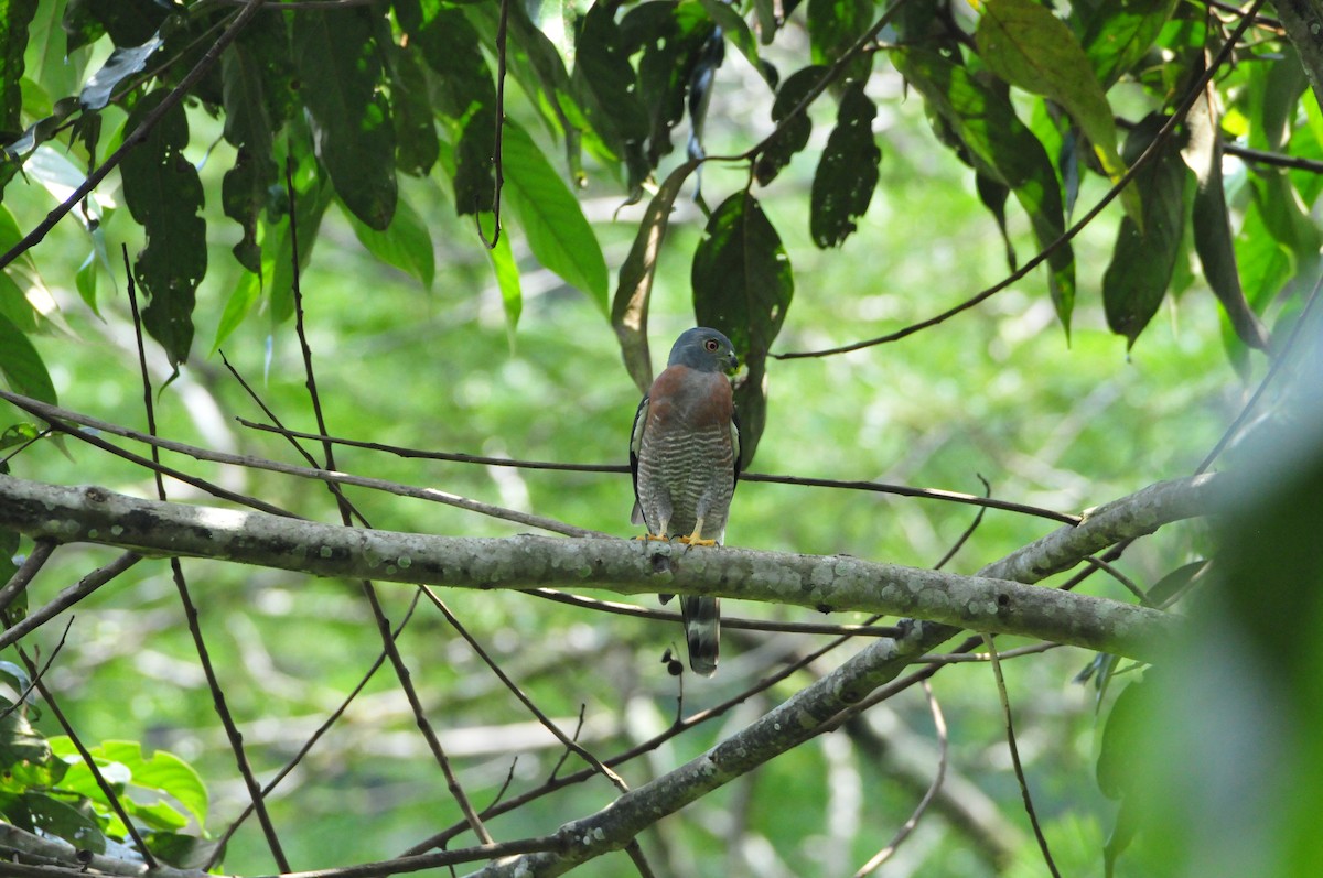 Double-toothed Kite - ML622062475