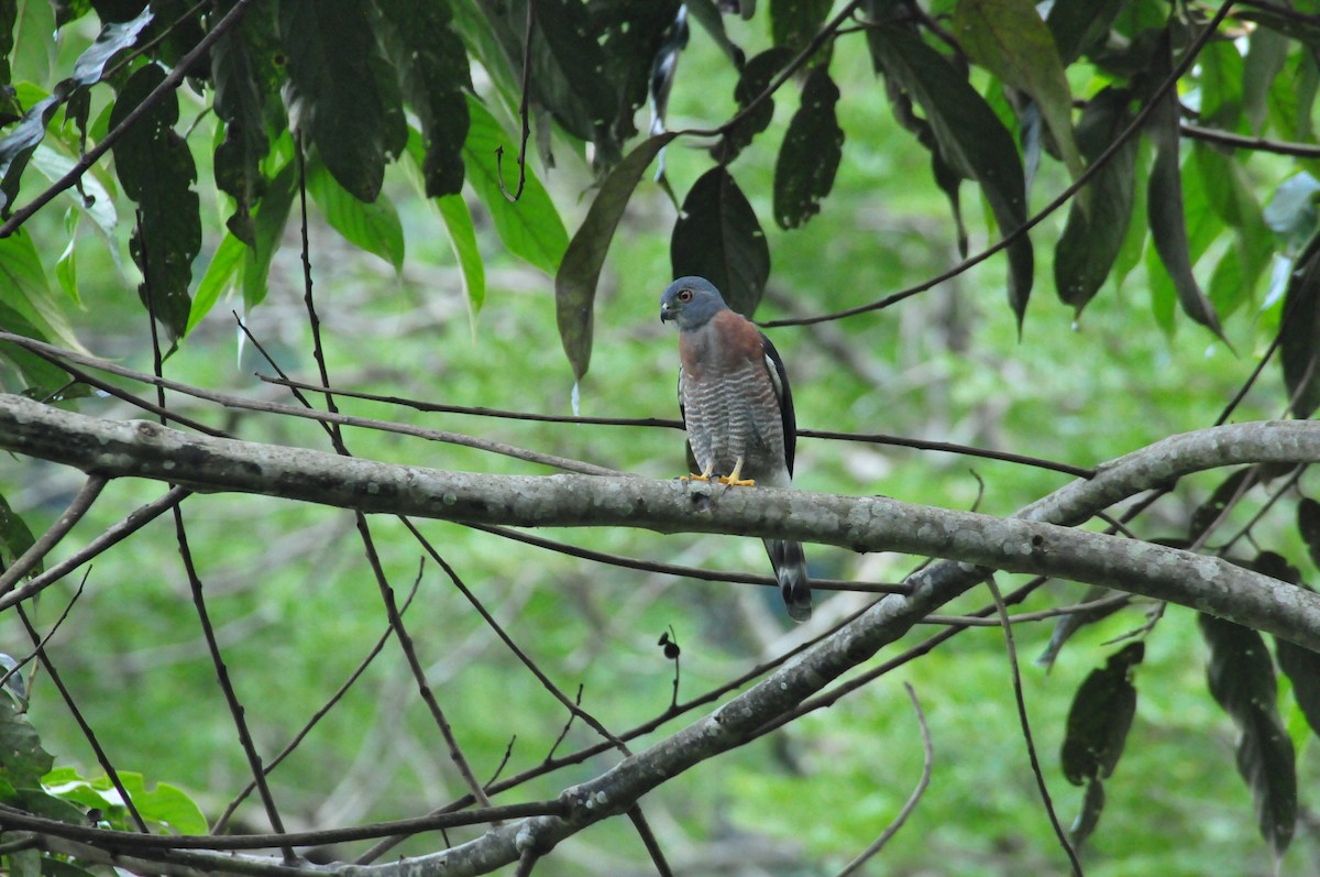 Double-toothed Kite - ML622062476