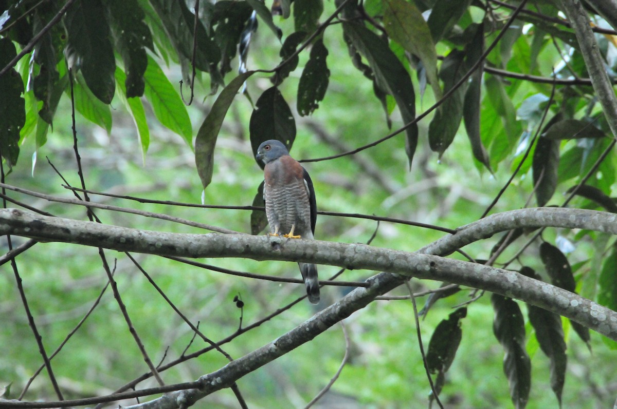 Double-toothed Kite - ML622062477