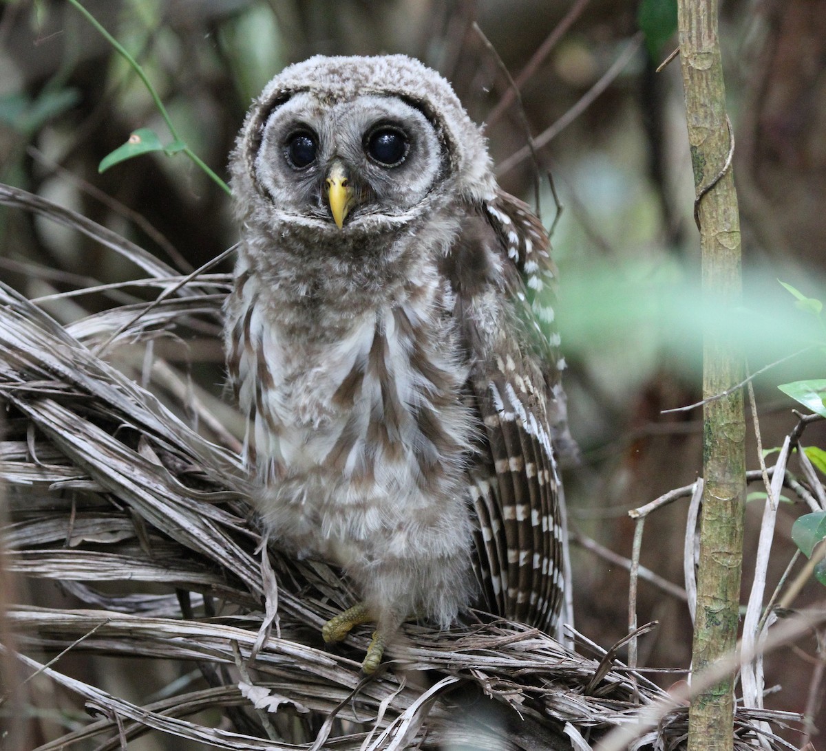 Barred Owl - ML622062487