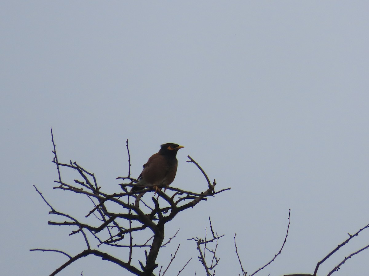 Common Myna - ML622062488