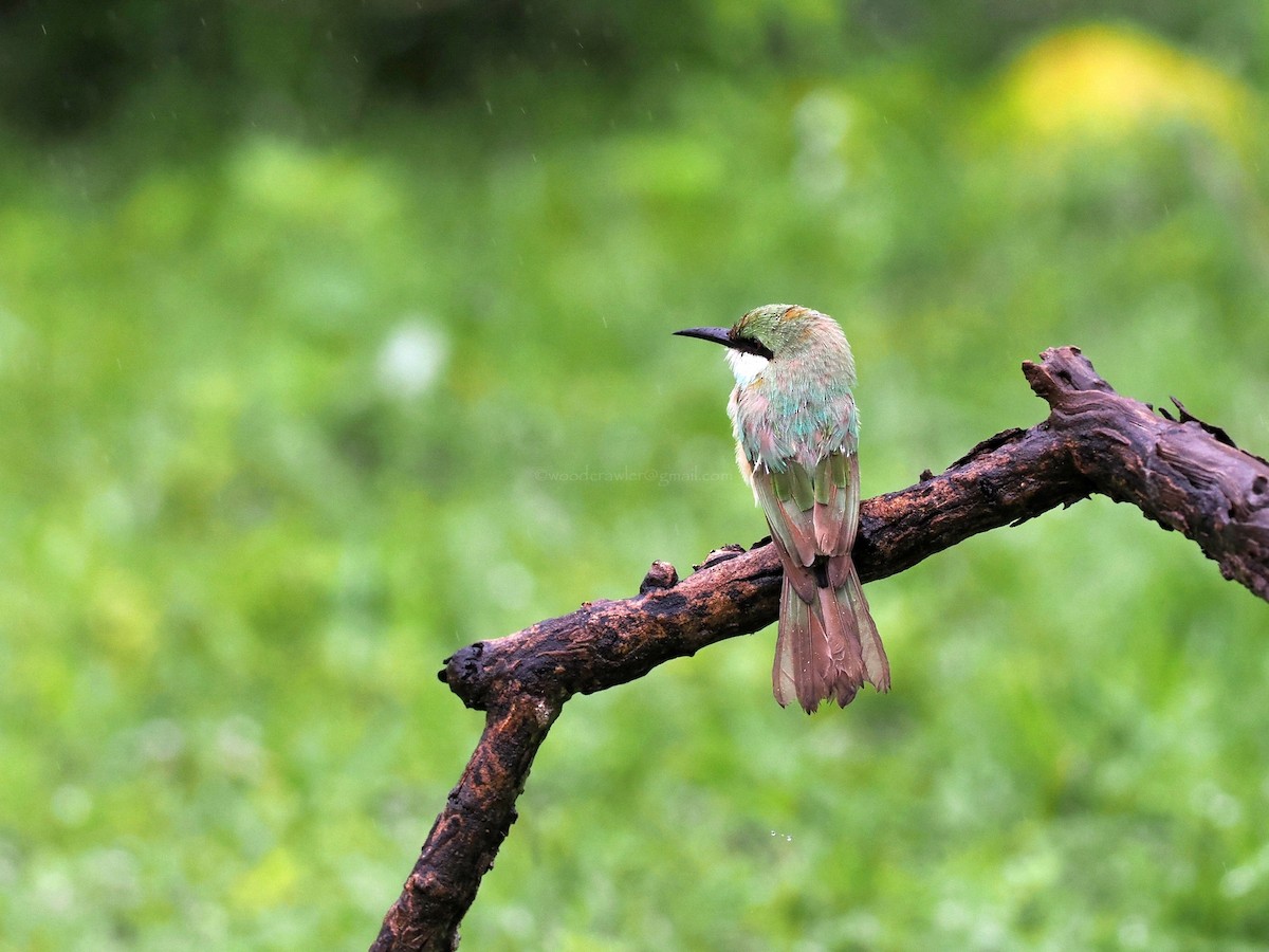 Asian Green Bee-eater - ML622062496