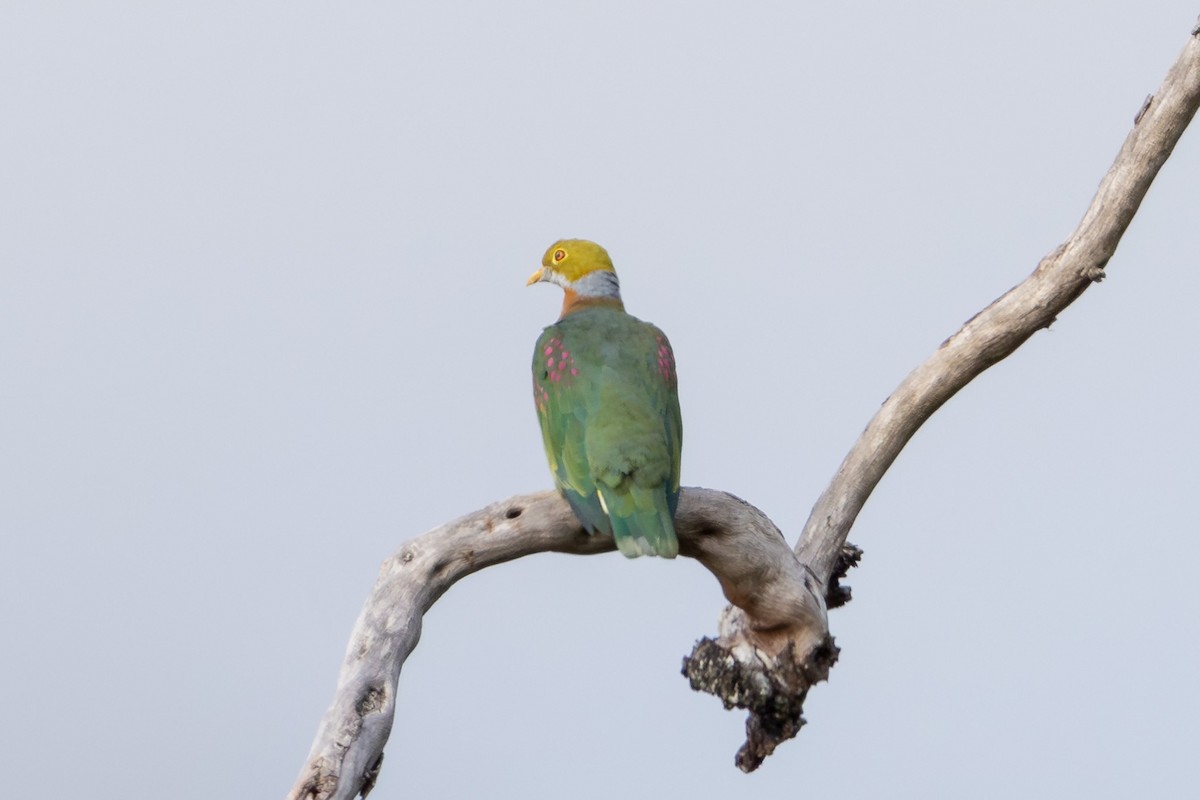 Pink-spotted Fruit-Dove - ML622062506