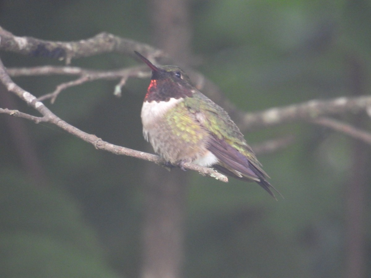 Ruby-throated Hummingbird - Anonymous