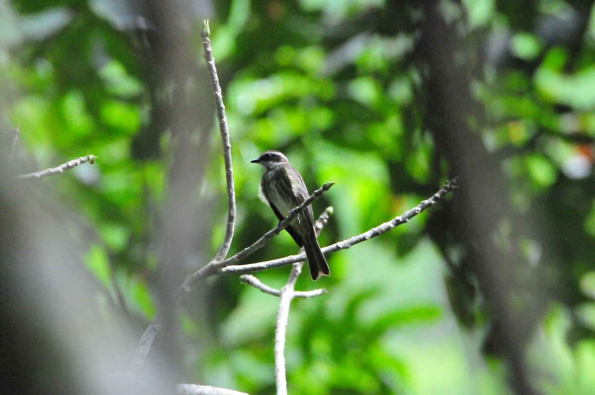 Piratic Flycatcher - ML622062541