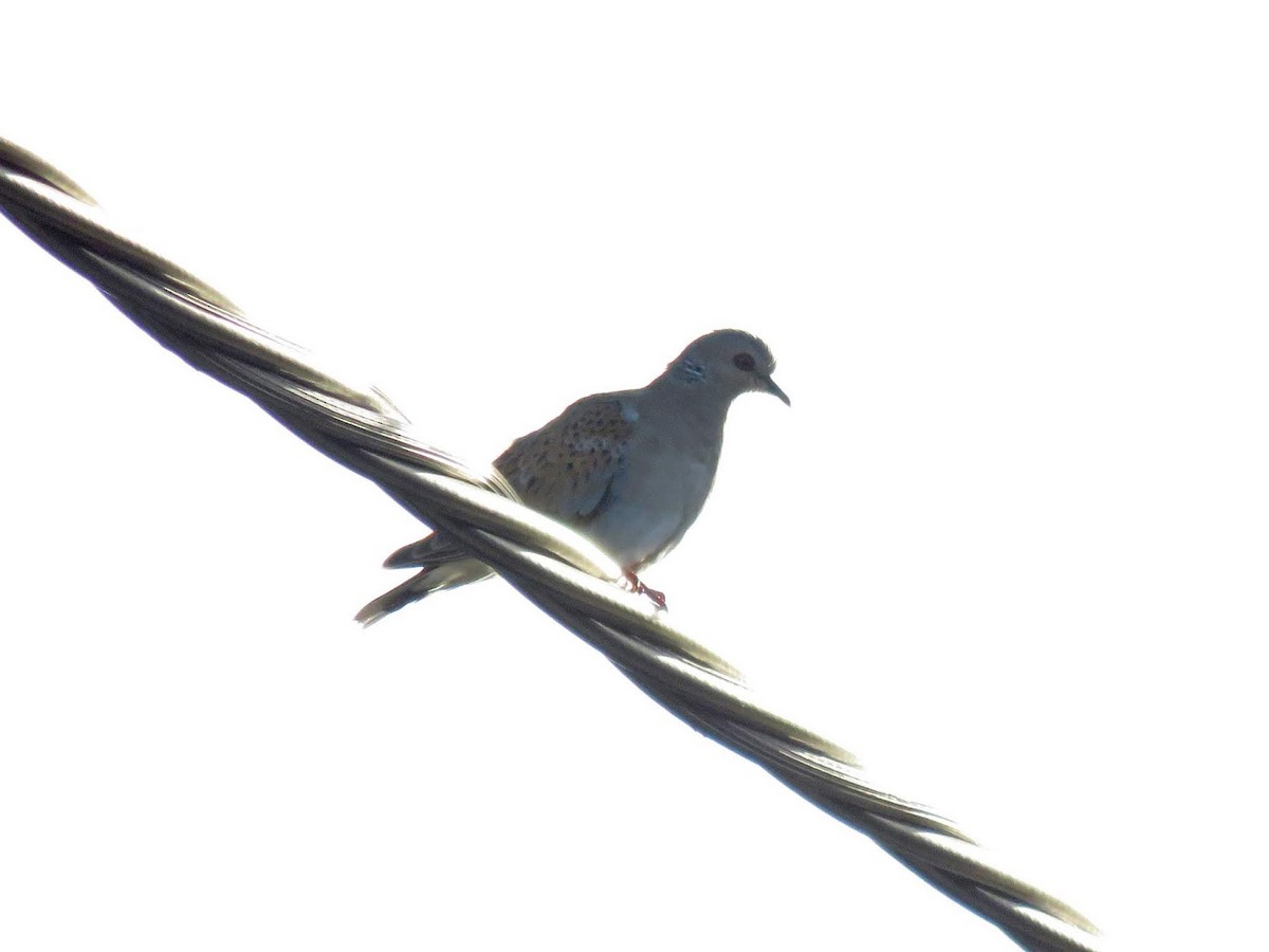 European Turtle-Dove - David Campbell