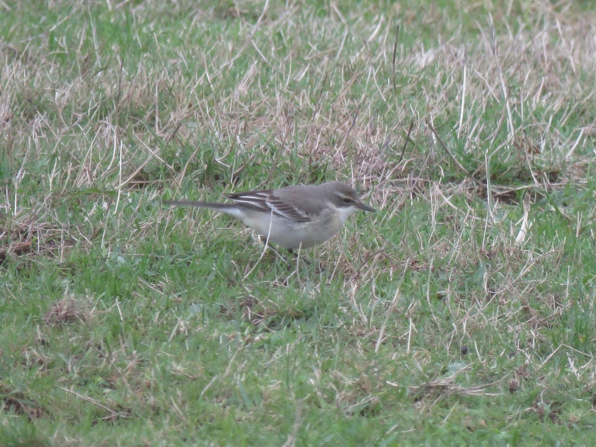 Eastern Yellow Wagtail - ML622062620